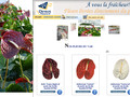 Direct Fleurs : livraison bouquet de fleurs fraiches